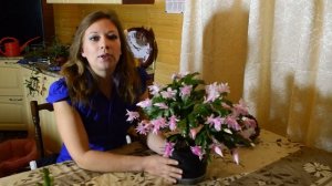 Декабрист. Секреты роскошного цветения!