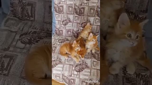 Малыши питомника мейн-кунов 