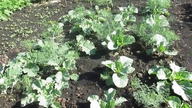 Капуста белокочанная. Уход, подкормки, борьба с вредителями. White cabbage.