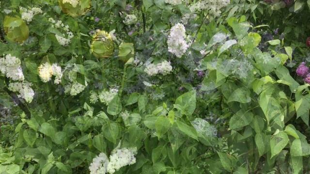 19 мая какой праздник Иова Многострадального. Что нельзя делать. народные традиции и приметы. смотреть онлайн