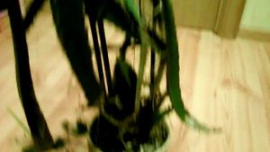 Питахайя (Драконовый фрукт) в домашних условиях