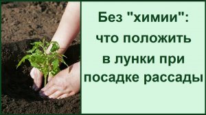Что класть в лунки при посадке перца, томатов, баклажан// удобрение своими руками