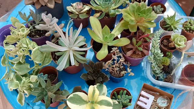 Dev Sukulent Kargosu Ekatherina Hanim'a Gidiyor 🥰 Dolsun Taşsın Saksılar 💕 смотреть онлайн