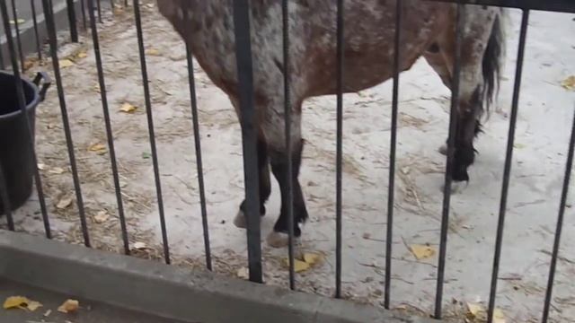 Зоопарк Тайган (Крым) смотреть онлайн