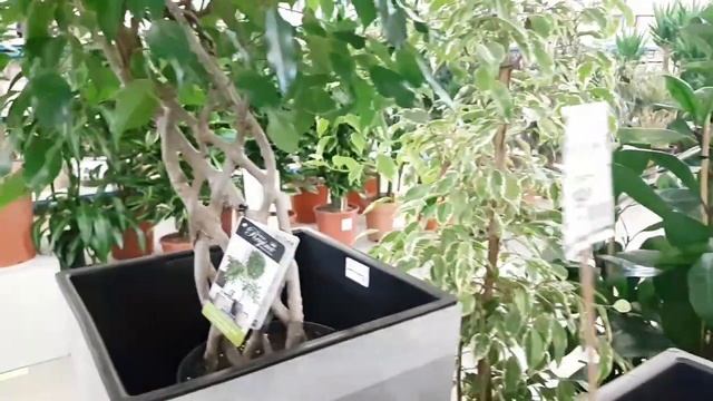 Драцена, фикусы, гортензия, филодендрон смотреть онлайн