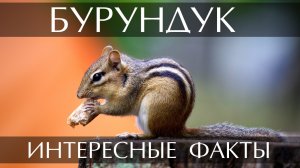 Бурундук. Интересные факты