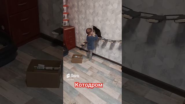 Котодром, начало#catshorts #cats #котята #котодром