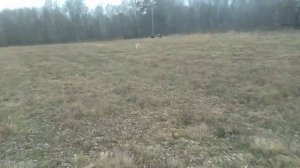 ОХОТА на ЗАЙЦА по чернотропу с западно-сибирскими лайками//Булька нашла коров