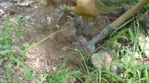 Как копать корни лопуха