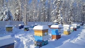 НА УРАЛЕ НАЧАЛАСЬ ЗИМОВКА ПЧЕЛ...НЕПРОСТАЯ БУДЕТ ЗИМОВКА...