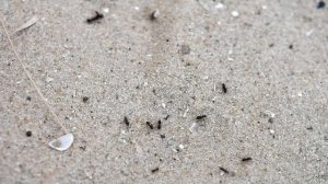 УНИВЕРСАЛЬНОЕ СРЕДСТВО ОТ МУРАВЬЁВ ДОМА И НА ДАЧЕ! ОТ ЧЕГО ПОГИБНУТ МУРАВЬИ? \\ Димон и пумба