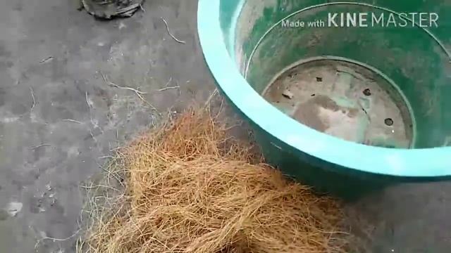 How to grow Sanchezia  shrubby white vein plant