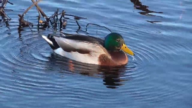 Утки кряквы на городском озере г. Гусь-Хрустальный [Anas platyrhynchos] смотреть онлайн