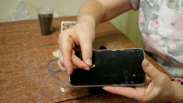 339_ Катран из семян в домашних условиях. Что в итоге? смотреть онлайн