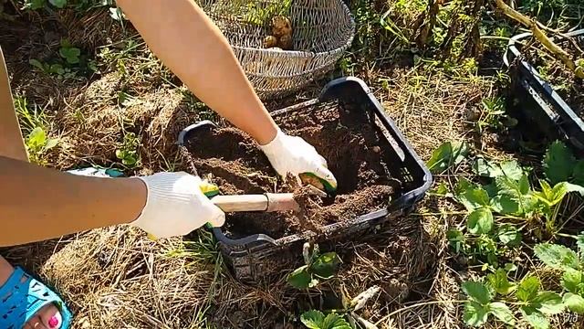 Картофель в ящиках.Очередной эксперимент. смотреть онлайн