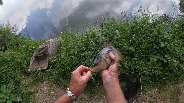 Караси монстры.Поплавок с кормушкой. смотреть онлайн