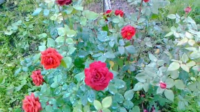 Роза Терракота смотреть онлайн