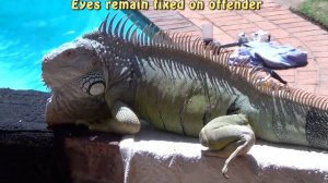 Iguana behavior -  Friendly versus Territorial