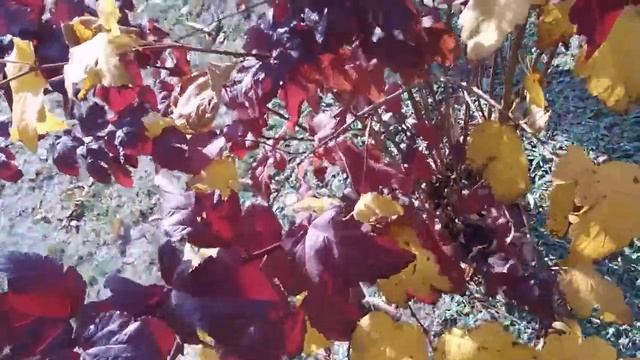 Футаж куст барбариса, БАРБАРИС ВЕТЕР ОСЕНЬ ,красивый куст, Футажи для видеомонтажа бесплатно. смотреть онлайн