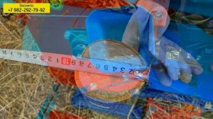 Видеообзор от клиента о щепорезе Draxter "ЩУ-450" c бензиновым двигателем 20 л.с (электростартер)