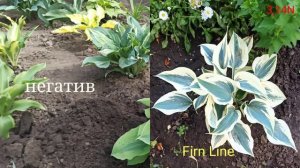 хосты реверсы