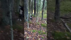 нахаживание молодой лайки  по пушнине