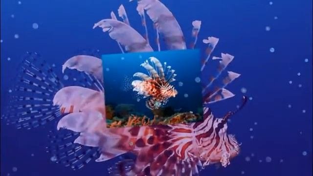 Морские жители. Красота подводного мира.