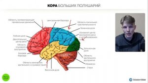 БИОЛОГИЯ ОГЭ - Передний мозг