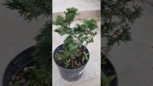 Нана грациас кипарисовик карликовый .посадка и уход.