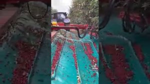 Механизированный сбор ? вишни...