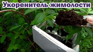 Как размножить жимолость?