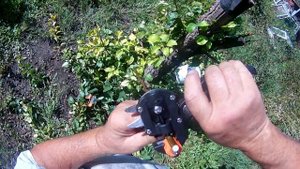 Прививка груши осенью 24. 08. 22г. прививочным секатором с Али Экспресс  ОЧЕНЬ КЛАССНО !!!