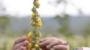 КОРОВЯК - от кашля и ран