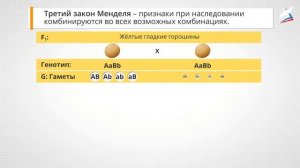 Закономерности наследственности