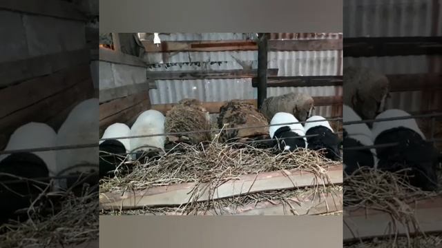 Разведение овец, плюсы и минусы содержания смотреть онлайн