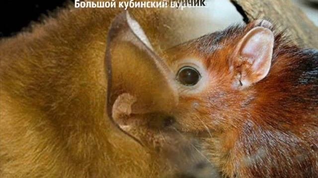 Удивительные животные