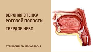 Верхняя стенка ротовой полости. Твердое небо