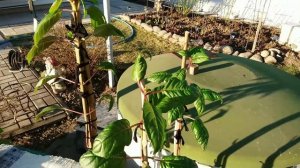 Как правильно сформировать ФУКСИЮ в штамб