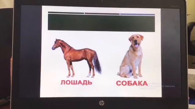 Домашние и дикие животные 2 класс смотреть онлайн