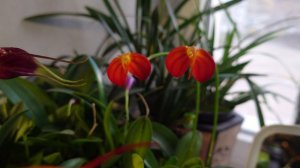 Масдеваллия Игнеа. Masdevallia Ignea. Январь 2024