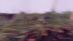 Замерзшая зелень лука