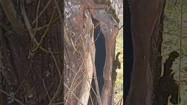 Боевой страус не прячет голову в песок.