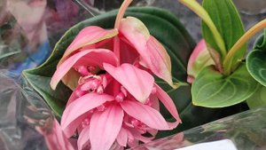 Фантастические цветы Мединиллы! В сравнении 3 сорта - Medinilla Magnifica, Dolce Vita,Dolce Rossa