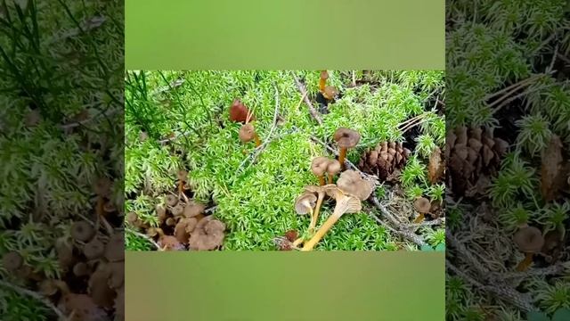 #Швеция#Продолжаю тему грибов +шведские рецепты заготовок смотреть онлайн