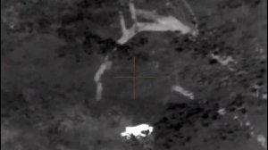 Охота на кабана с вышки 2