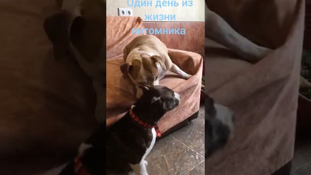 Один день из жизни питомника. Амстаффы Ценный Приз.