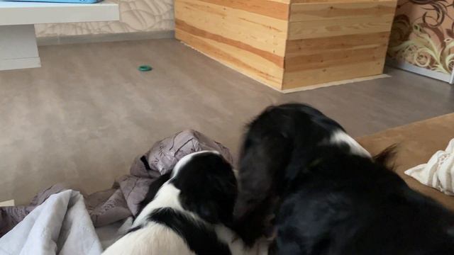 кавалер триколор щенок смотреть онлайн