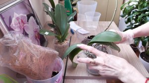 ПЕРЕСАДИТЬ орхидею... ЛЕГКО! и НОВАЯ орхидея из МЕЧТАЛОК