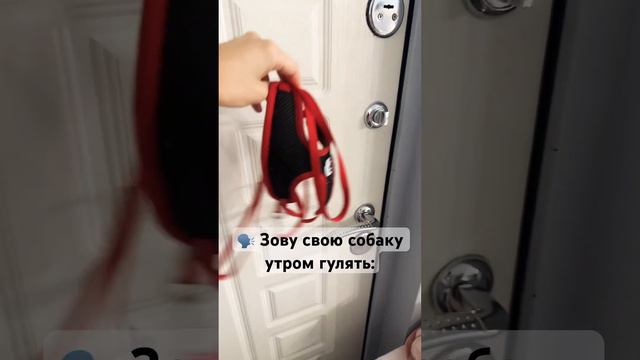 Ну не все собаки любят гулять😁 #чихуахуа #питомец