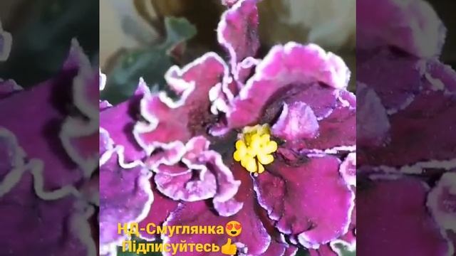 Фиалка НД-Смуглянка #фиалки #сортовыефиалки #фиалкипочтой #фиалкацветёт #цветы #цветок